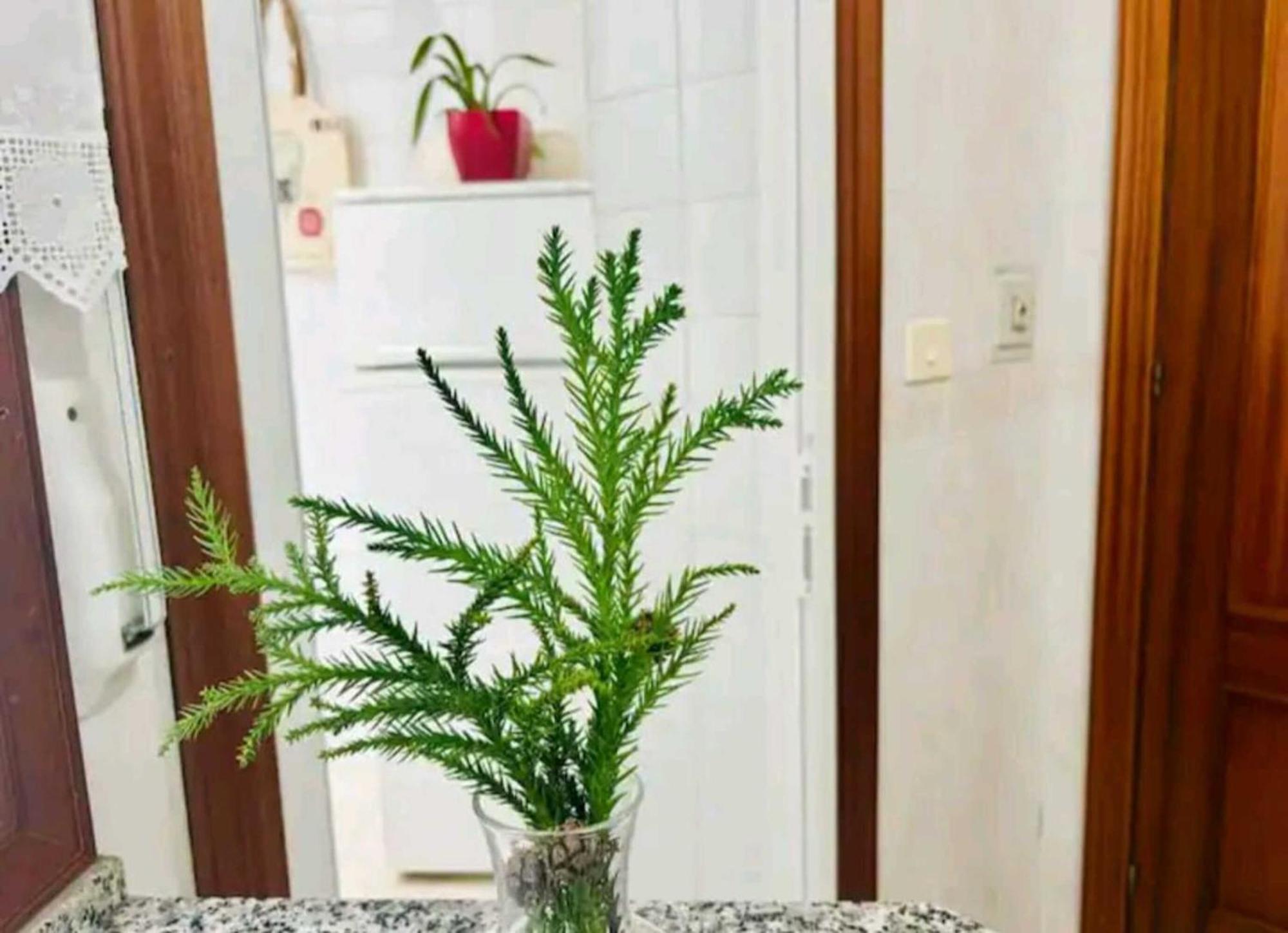 Holibai, Andurina, Piso Vintage, Centrico, Acepta Mascotas, Baiona Apartment Ngoại thất bức ảnh